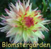 Dahlia Orkney.jpg (112666 byte)