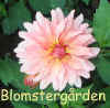 Dahlia Vanessa.jpg (43044 byte)