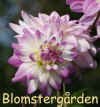Dahlia Victoria Ann.jpg (144824 byte)