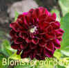 Dahlia Voo Doo.jpg (132361 byte)