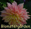 Dahlia Wanda's Aurora.jpg (229219 byte)