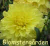Dahlia Wandas Capella.jpg (55279 byte)