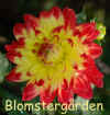 Dahlia Wildcat.jpg (193770 byte)
