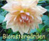 Dahlia Willowfield Mick.jpg (54301 byte)