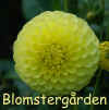 Dahlia Yellow Jewel.jpg (132454 byte)