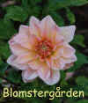 Dahlia Yvonne.jpg (106722 byte)