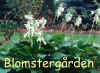 Hosta Royal Standard.jpg (38730 byte)